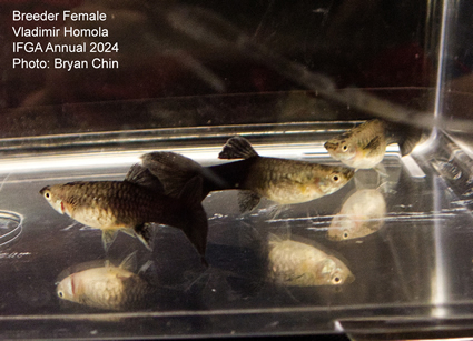 guppy female black